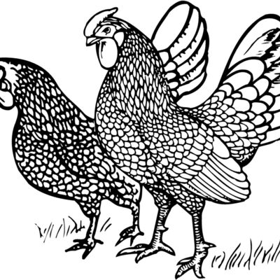 CHICK007 Thumbnail